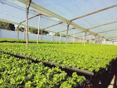 設施園藝在現代園藝作物生產中的核心作用