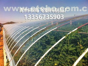 青州市海飛塑料制品廠 園藝用具供應(yīng)商的熱賣(mài)促銷(xiāo)與產(chǎn)品種植方案