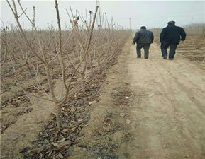 矮化紅燈櫻桃苗種植技術(shù)解析 泰安開(kāi)發(fā)區(qū)尚德園藝場(chǎng)引領(lǐng)園藝產(chǎn)品種植新風(fēng)尚