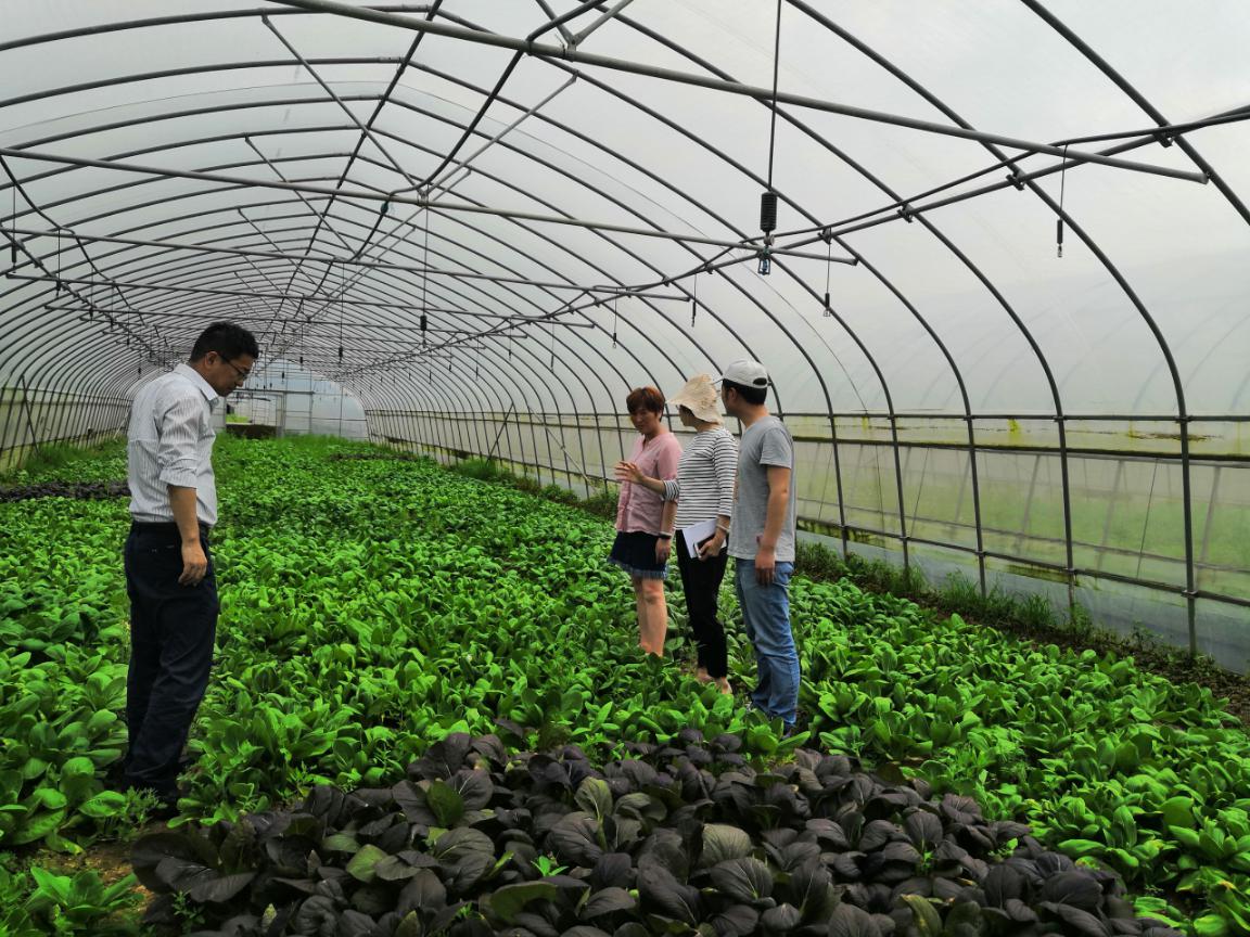 科技賦能綠色農(nóng)業(yè) 園藝研究所青菜課題組赴奉賢助力鄉(xiāng)村振興