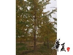 精品銀杏供應(yīng) 民生園林園藝公司的專(zhuān)業(yè)種植與卓越品質(zhì)